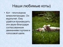 Презентация Наши любимые коты