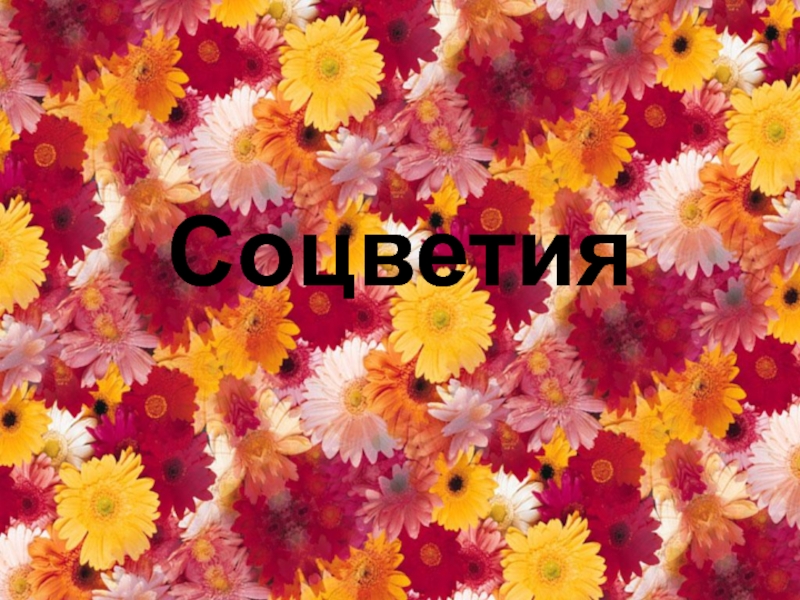 соцветия