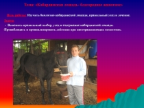 Кабардинская лошадь- благородное животное