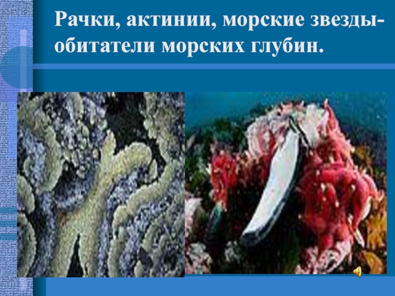 Презентация к уроку по предмету Окружающий мир Заполярье Рачки, актинии, морские звезды- обитатели морских глубин. Рачки, актинии, морские звезды- обитатели морских глубин.