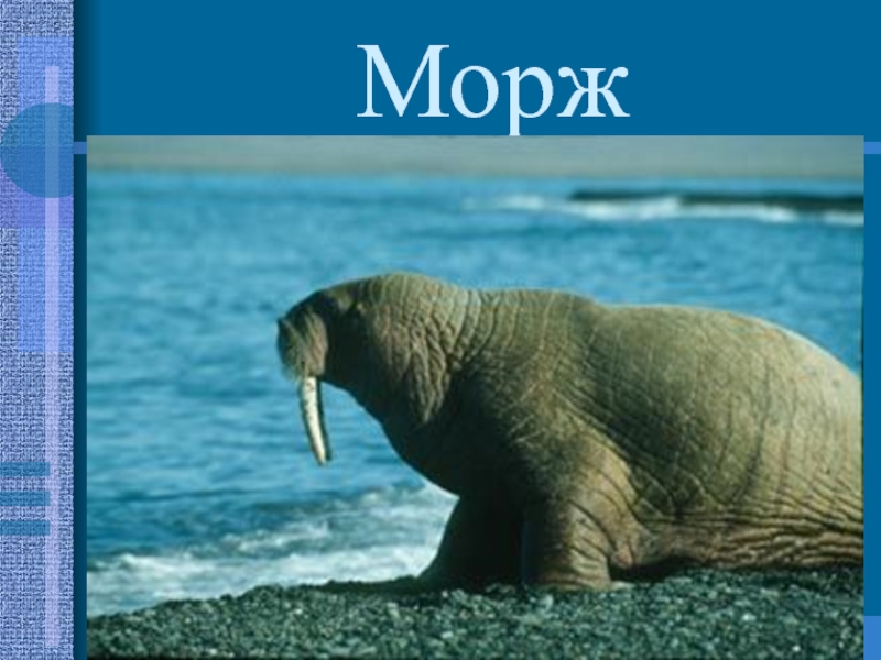 Презентация к уроку по предмету Окружающий мир Заполярье Морж-крупное ластоногое млекопитающее(3-4м.,450-500кг.)-характерная особенность-бивни по2-4кг.-приспособлены к суровым условиям(подкожный жир,обтекаемое тело, ласты,могут Морж-крупное ластоногое млекопитающее(3-4м.,450-500кг.)-характерная особенность-бивни по2-4кг.-приспособлены к суровым условиям(подкожный жир,обтекаемое тело, ласты,могут спать в воде)-ведут стадный образ жизни-с1957года