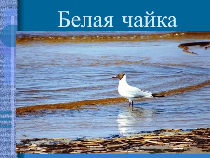 Презентация к уроку по предмету Окружающий мир Заполярье Белая чайка-круглый год живёт в Заполярье-быстро летает,хорошо ходит и бегает-в сильные Белая чайка-круглый год живёт в Заполярье-быстро летает,хорошо ходит и бегает-в сильные морозы впадает в кратковременное оцепенение,чтобы не