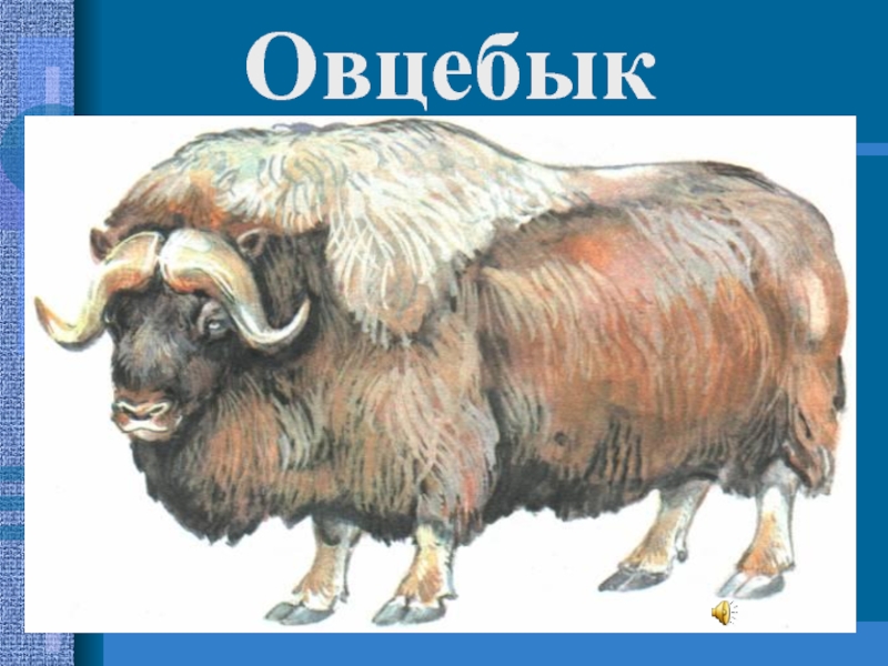 Презентация к уроку по предмету Окружающий мир Заполярье Овцебык Овцебык