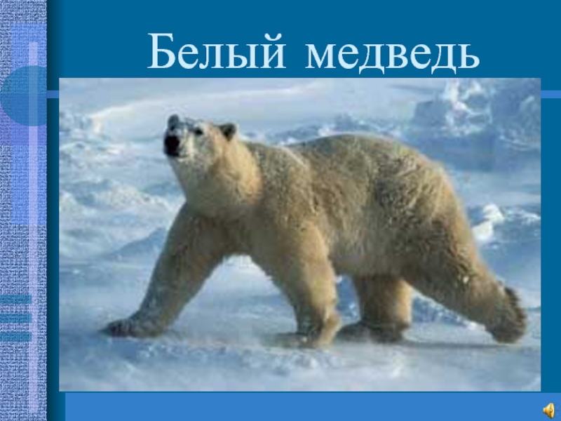 Презентация к уроку по предмету Окружающий мир Заполярье Белый медведьСамый крупный среди хищников(до3м.,800-1000кг.)Необходимые условия;льды,открытые участки моря,береговая полоса.Прекрасно приспособлен(подкожный жир,длинная Белый медведьСамый крупный среди хищников(до3м.,800-1000кг.)Необходимые условия;льды,открытые участки моря,береговая полоса.Прекрасно приспособлен(подкожный жир,длинная шерсть,широкие лапы,защитный окрас,задерживает дыхание до 2