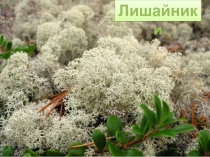 Презентация у уроку  Лишайникии-симбиоз гриба и водросли