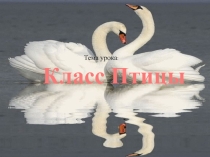 Презентация  Класс птиц.