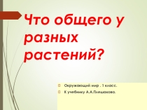Презентация  Что общего между разными растениями?