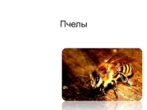 Пчелы