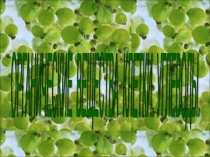 Презентация по биологии Органические вещества клетки. Углеводы.