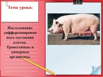 Презентация урок наследование дифференцированного состояния клеток. химерные и трансгенные организмы