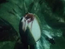 Презентация по теме  В гостях у цветка. Опыление