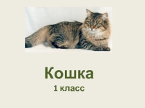 Презентация по окружающему миру на тему Кошка