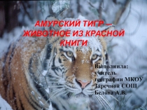 Презентация по географии на тему: Амурский тигр - животное из Красной книги