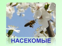 Презентация для детей дошкольного возраста Насекомые