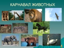 Презентация к уроку музыки Карнавал животных