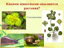 Презентация по биологии на тему Тип Моллюски