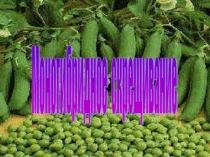 Презентация по биологии на тему Моногибридное скрещивание (9 класс).