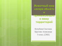 Презентация Животный мир лагеря Взлёт и примыкающих к нему территорий