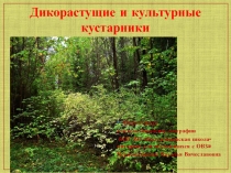 Презентация по биологии (природоведению) на тему Дикорастущие и культурные кустарники (5 класс, школа для обучающихся с ОВЗ (VIII вида))