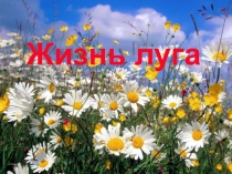 Презентация по окружающему миру Жизнь луга