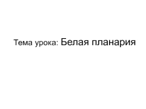 Презентация Белая планария 7 класс