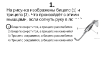 Гигиена Опорно - двигательной системы