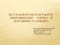 Исследовательская работа: Выращивание гороха в домашних условиях