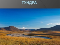 Презентация к уроку географии в 8 классе по теме Тудра