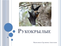 Презентация по биологии на тему Отряд Рукокрылые (7 класс)