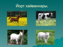 Кыргый хэм йорт хайваннары