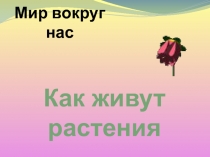 Презентация к окружающему миру Как живут растения?