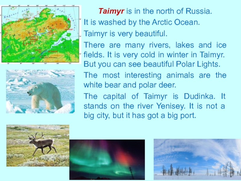 Презентация к уроку английского языка в 5 классе Taimyr is in the north of Russia.It is washed by the Taimyr is in the north of Russia.It is washed by the Arctic Ocean.Taimyr is very beautiful. There