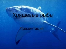 Хрящевые рыбы (7 класс)