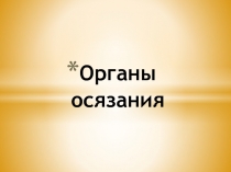 Презентация по биологии  Органы осязания 7 класс