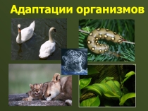 Презентация Адаптации организмов 11 класс