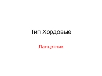 Презентация по теме Ланцетник - низшее хордовое