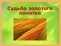 Презентация по окружающему миру Кукуруза