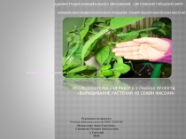 Презентация по исследовательской работе в рамках проекта Выращивание растений из семян фасоли