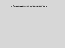 Презентация по биологии на теме Бесполое размножение
