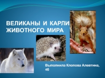 Презентация по окружающему миру на тему:Великаны и карлики животного мира