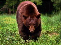 Презентация Who is it?