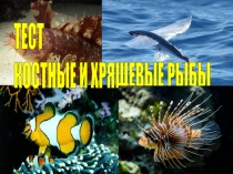 Презентация по биологии на тему Костные и хрящевые рыбы 7 класс