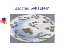 Презентация к уроку биологии на тему Царство бактерии