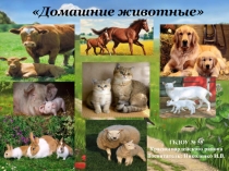 Домашние животные.