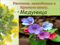 Презентация по окружающему миру 2 класс Растения, занесённые в Красную книгу