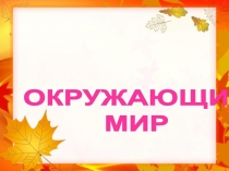 Презентация Что такое хвоинки (1класс)