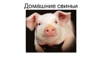 Презентация по биологии на тему Домашние свиньи (7 класс)