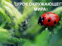 Презентация по окружающему миру на тему Карты 1 класс