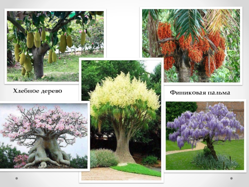 Рисуем сказочное дерево (внеурочная учебная деятельность, акварелька) Хлебное деревоФиниковая пальма Хлебное деревоФиниковая пальма