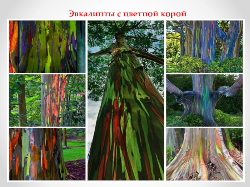 Рисуем сказочное дерево (внеурочная учебная деятельность, акварелька) Эвкалипты с цветной корой Эвкалипты с цветной корой
